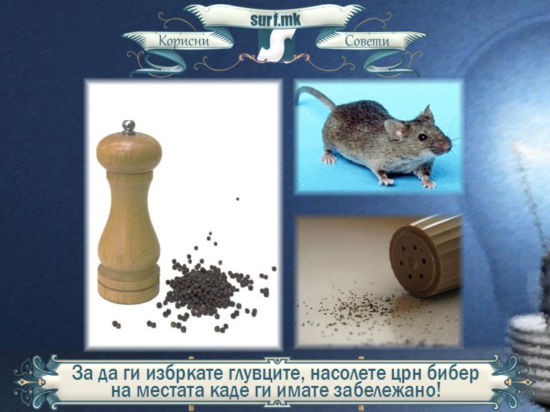 За да ги избркате глувците, насолете црн бибер на местата каде ги имате забележано!