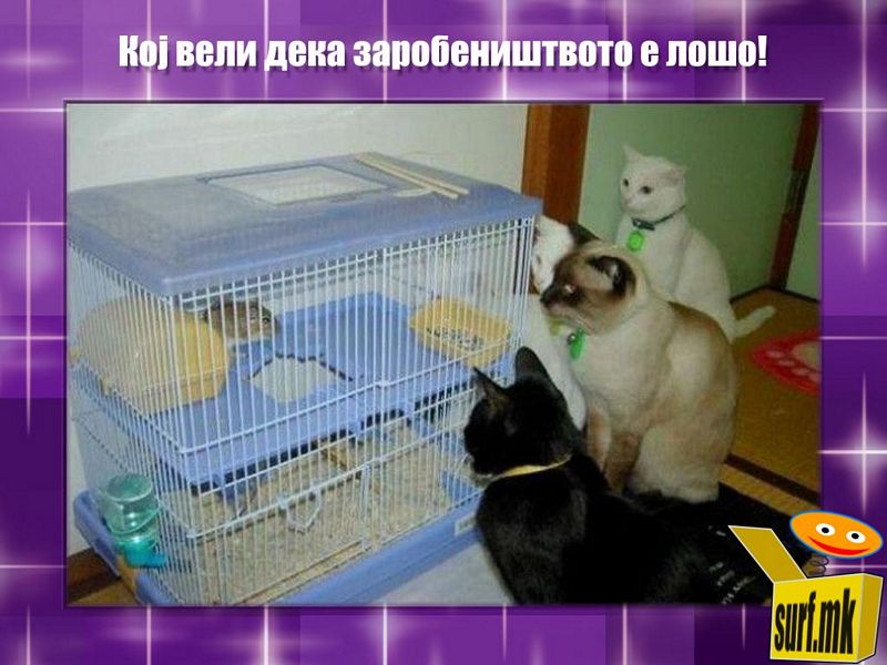 Кој вели дека заробеништвото е лошо!