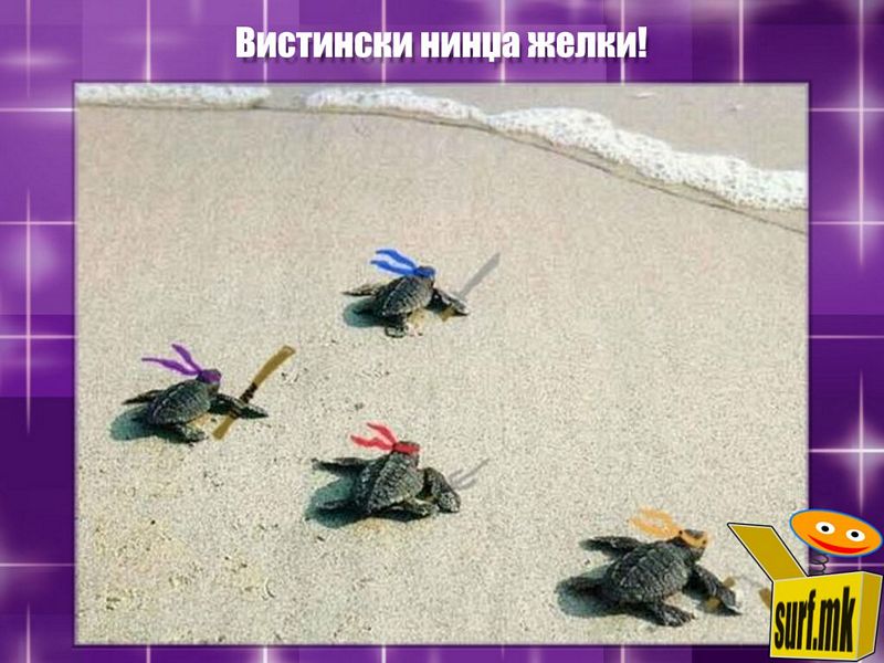 Нинџа желки!