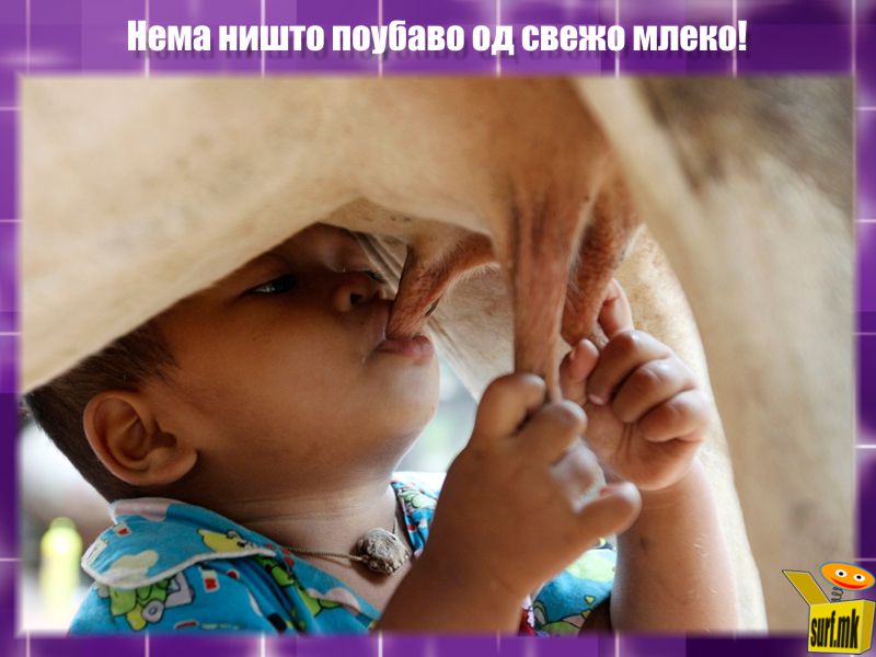 Свежо млеко!